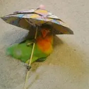 ちかの画像