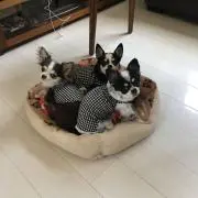 ともちゃんの画像