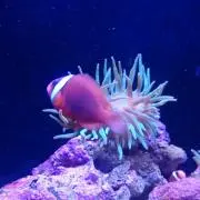 ゆうチャンママ