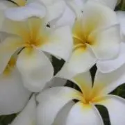 モアナ