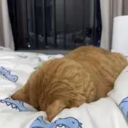 指揮長の画像