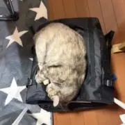 Soutaの画像