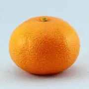 秋みかんの画像