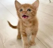 chaの画像