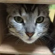 なごむやの画像