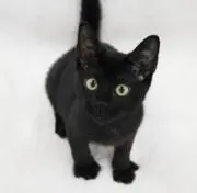 nekojump555