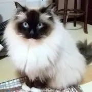 KEIKOJUJUの画像