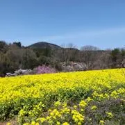 かおりんご