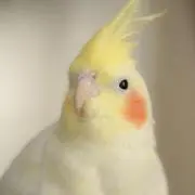 オリバー隊長の画像