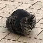 しぇーんばんぼーにんぐの画像