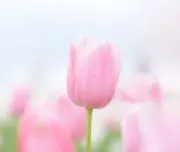 ニットベストの画像
