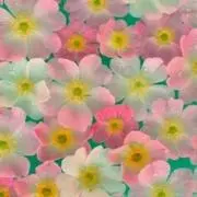 ☆TNO☆即購入歓迎☆断捨離中の画像