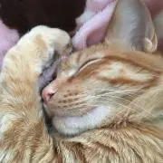 さくらの画像