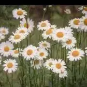 *．◯の画像
