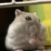 こまの画像