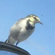 ONIONIXの画像