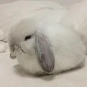 Hide