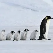 ぺんぎんの画像