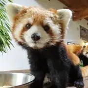 ふくまるの画像