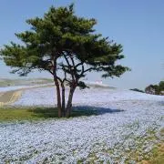さいくんの画像
