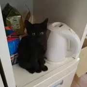 ★きなこ★