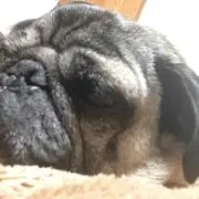 りょう※プロフ必読