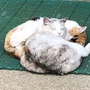フキダシの画像