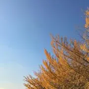 ポコの画像
