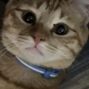 猫吸の画像
