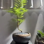 Ebiの画像