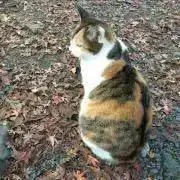 MIMMの画像
