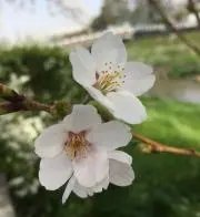 Jiniの画像
