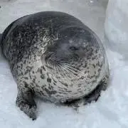 める蜂の画像