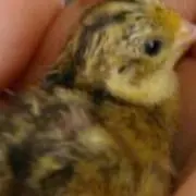 ちきん