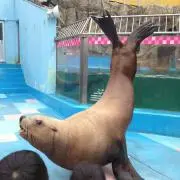 しゅい