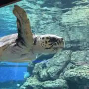 さだまさし