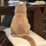 フミの画像