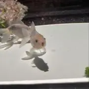 イリオンの画像