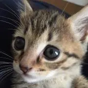 ♡の画像