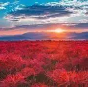 龍樹【即購入可・匿名配送】の画像