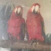 トマージの画像