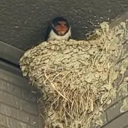 よねっち