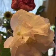 ユカ