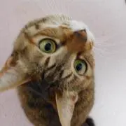 pipiの画像