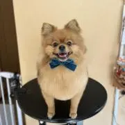 KING BOBの画像