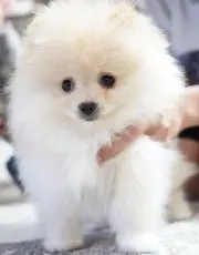 Kiyy