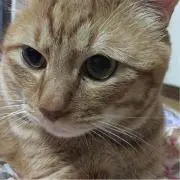 ホーク