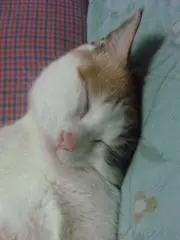 ミケミケの画像