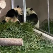 どすこい