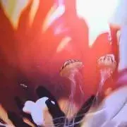 クラゲ